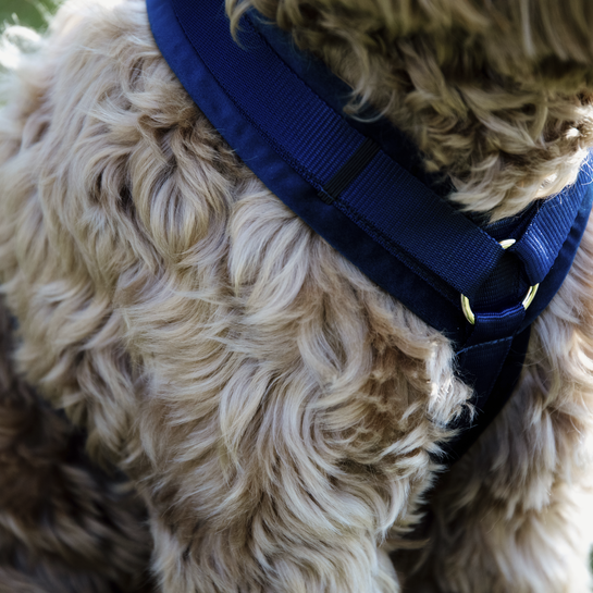 42640navy3 Kentucky Dogwear Hundegeschirr, aktiv velvet