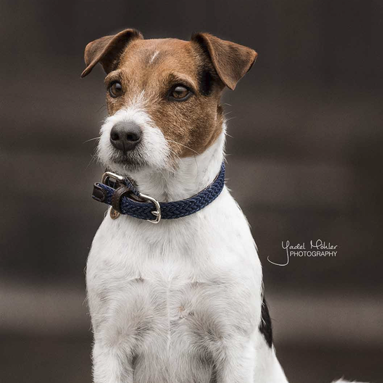 42517navy Kentucky Dogwear Hundehalsband, Nylon geflochten