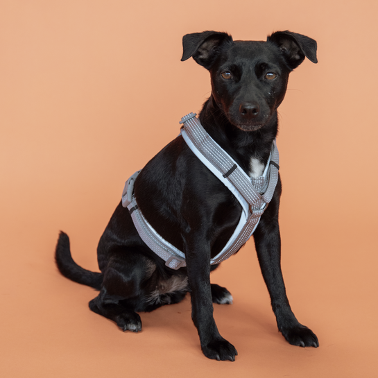 Kentucky Dogwear Hundegeschirr, aktiv reflektierend