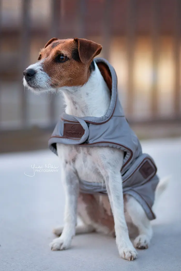Kentucky Dogwear Hundemantel reflektierend & water repellent