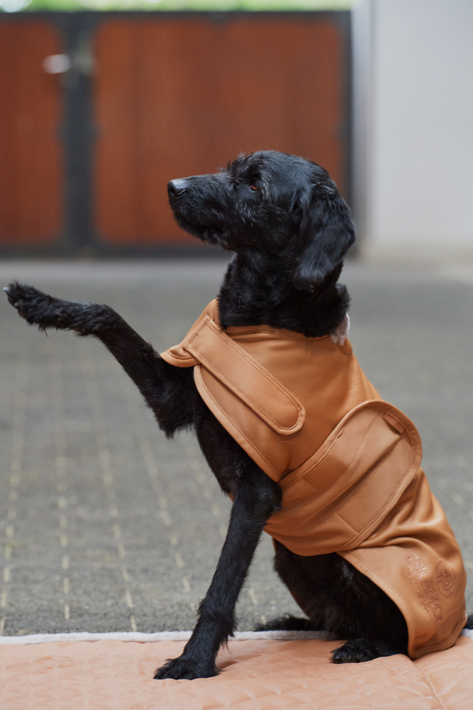 Eskadron Softshell Hundemantel Platinum 2023