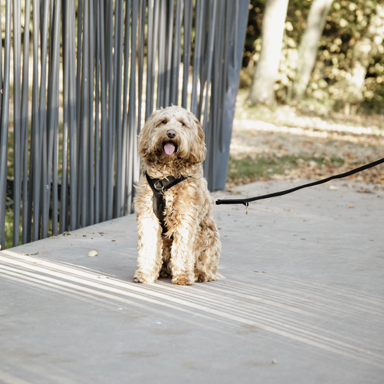 42550sw1 Kentucky Dogwear Hundeleine, velvet