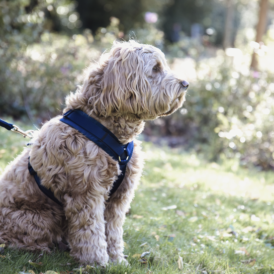 42640navy2 Kentucky Dogwear Hundegeschirr, aktiv velvet