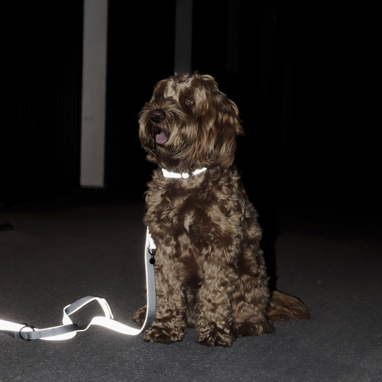 42543-1 Kentucky Dogwear Hundeleine, Reflective