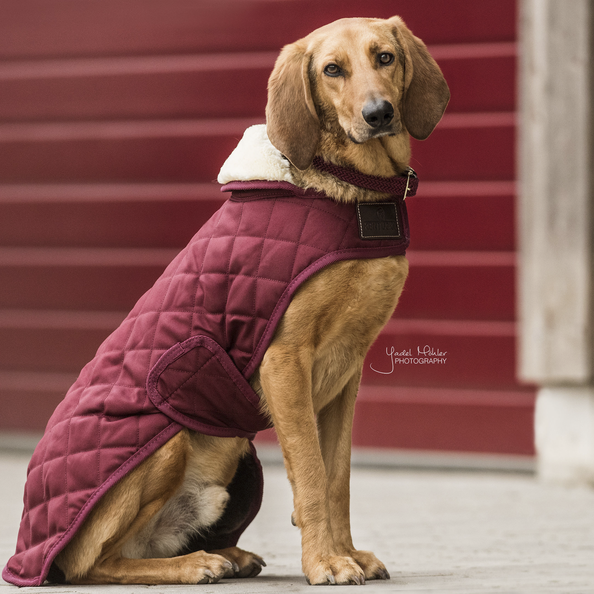52104bordeaux Kentucky Dogwear Hundemantel Original