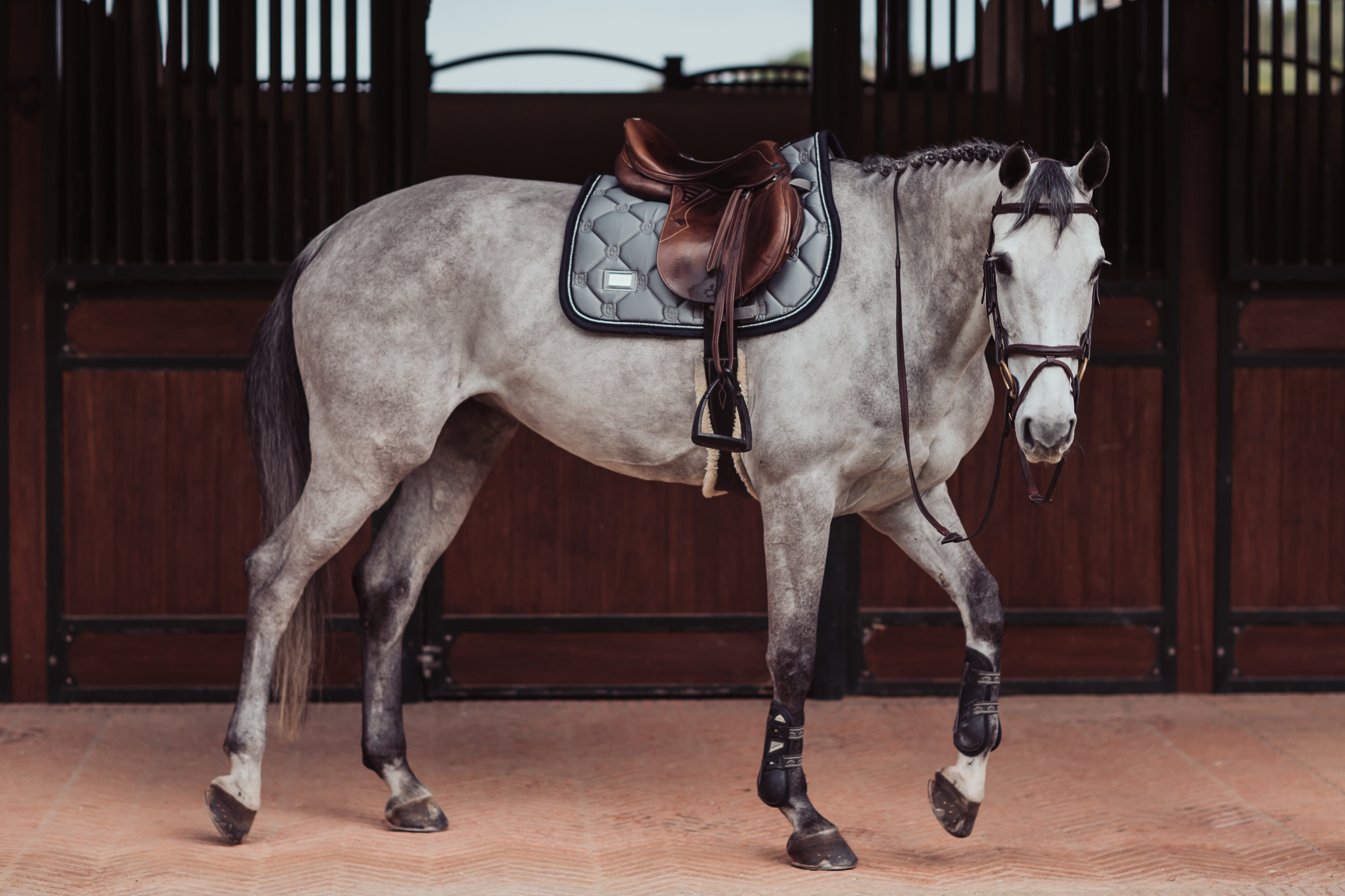 _MG_6631 Equestrian Stockholm Spring Schabracke Crystal Grey