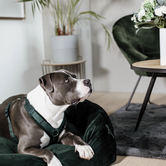 42640dungruen2 Kentucky Dogwear Hundegeschirr, aktiv velvet