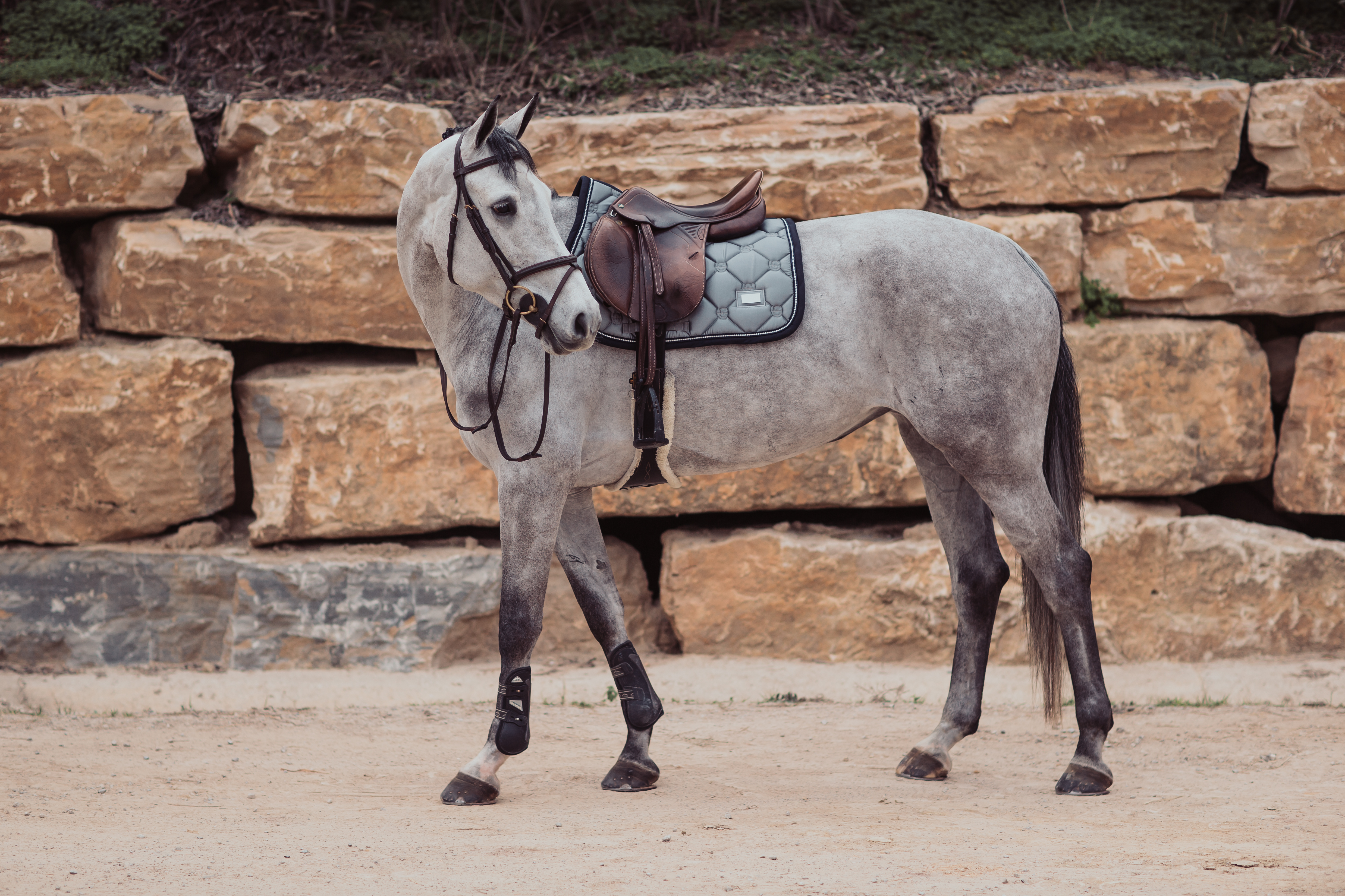 _MG_6610 Equestrian Stockholm Spring Schabracke Crystal Grey