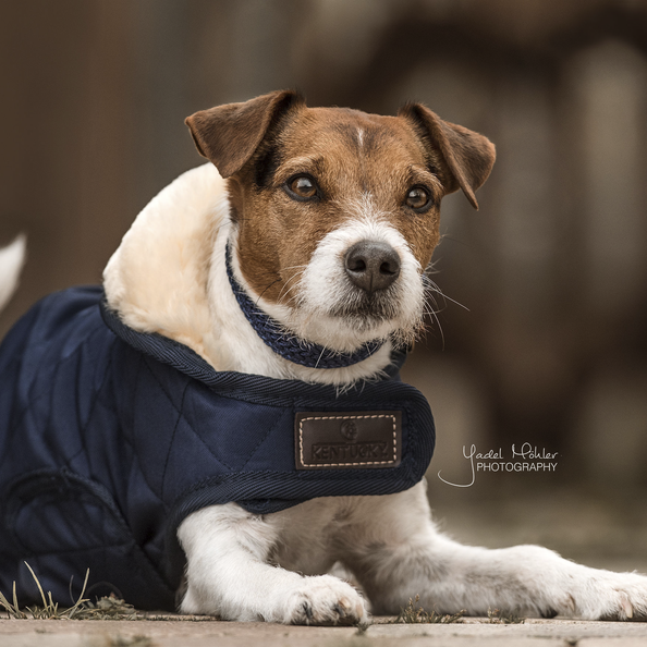 Kentucky Dogwear Hundemantel Original