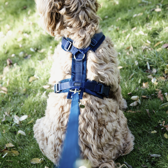 Kentucky Dogwear Hundegeschirr, aktiv velvet