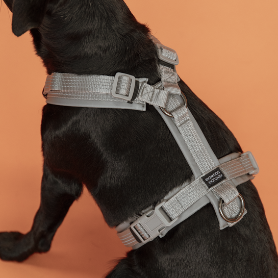 42641-4 Kentucky Dogwear Hundegeschirr, aktiv reflektierend