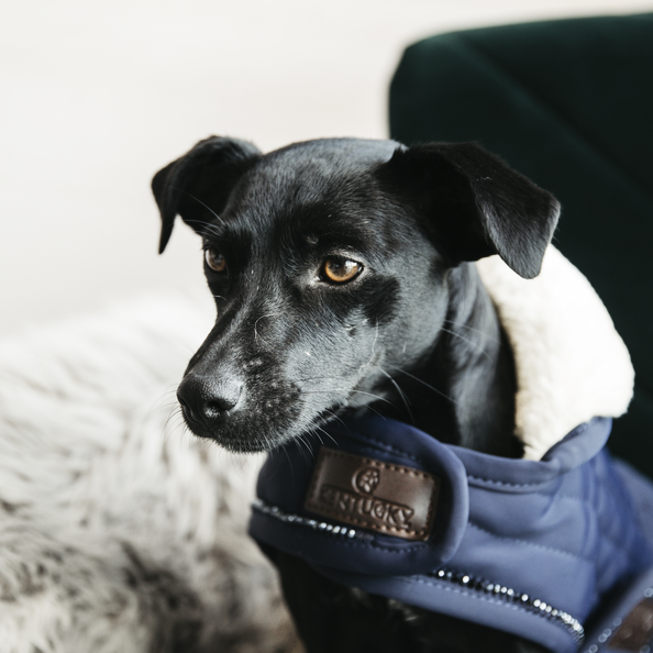 52119navy2 Kentucky Dogwear Hundemantel Pearls