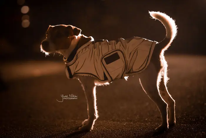 Kentucky Dogwear Hundemantel reflektierend & water repellent