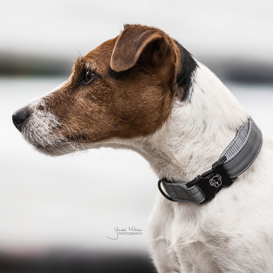 Kentucky Dogwear Hundehalsband, Reflective