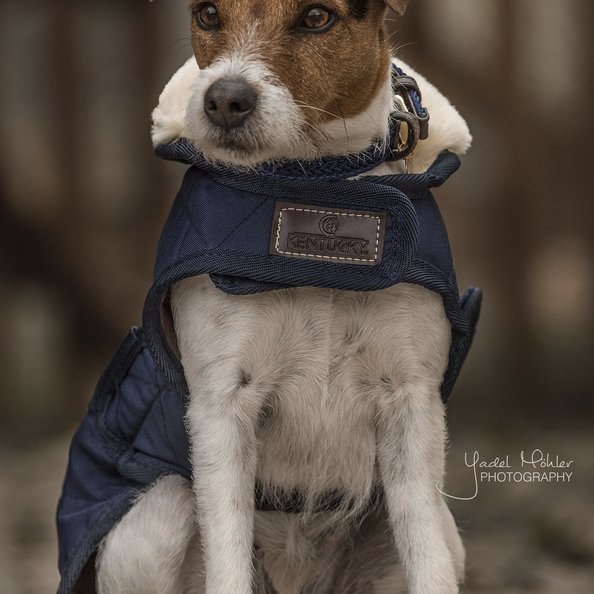 52104navy2 Kentucky Dogwear Hundemantel Original